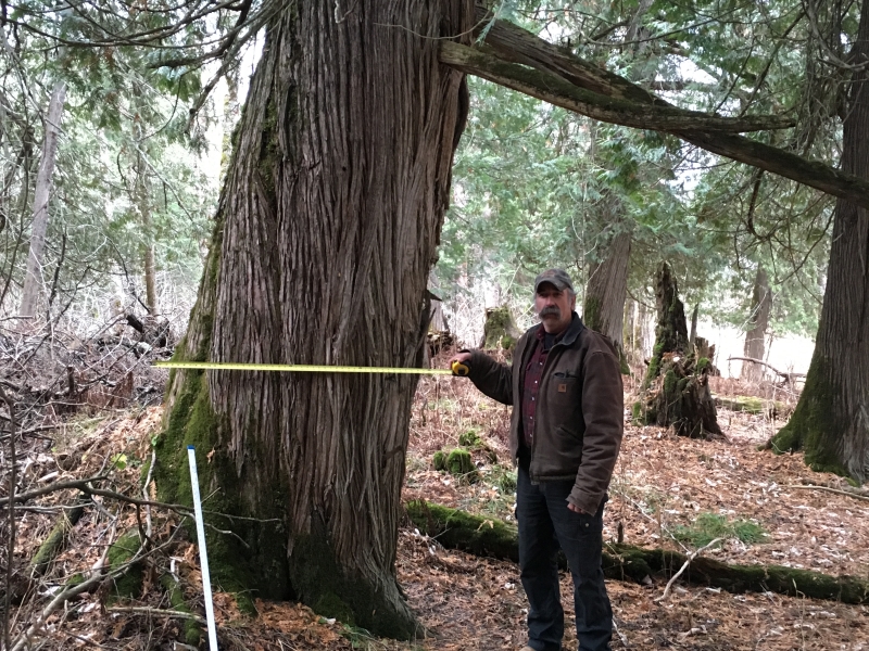 Minnesota Big Cedar Logs for Sale